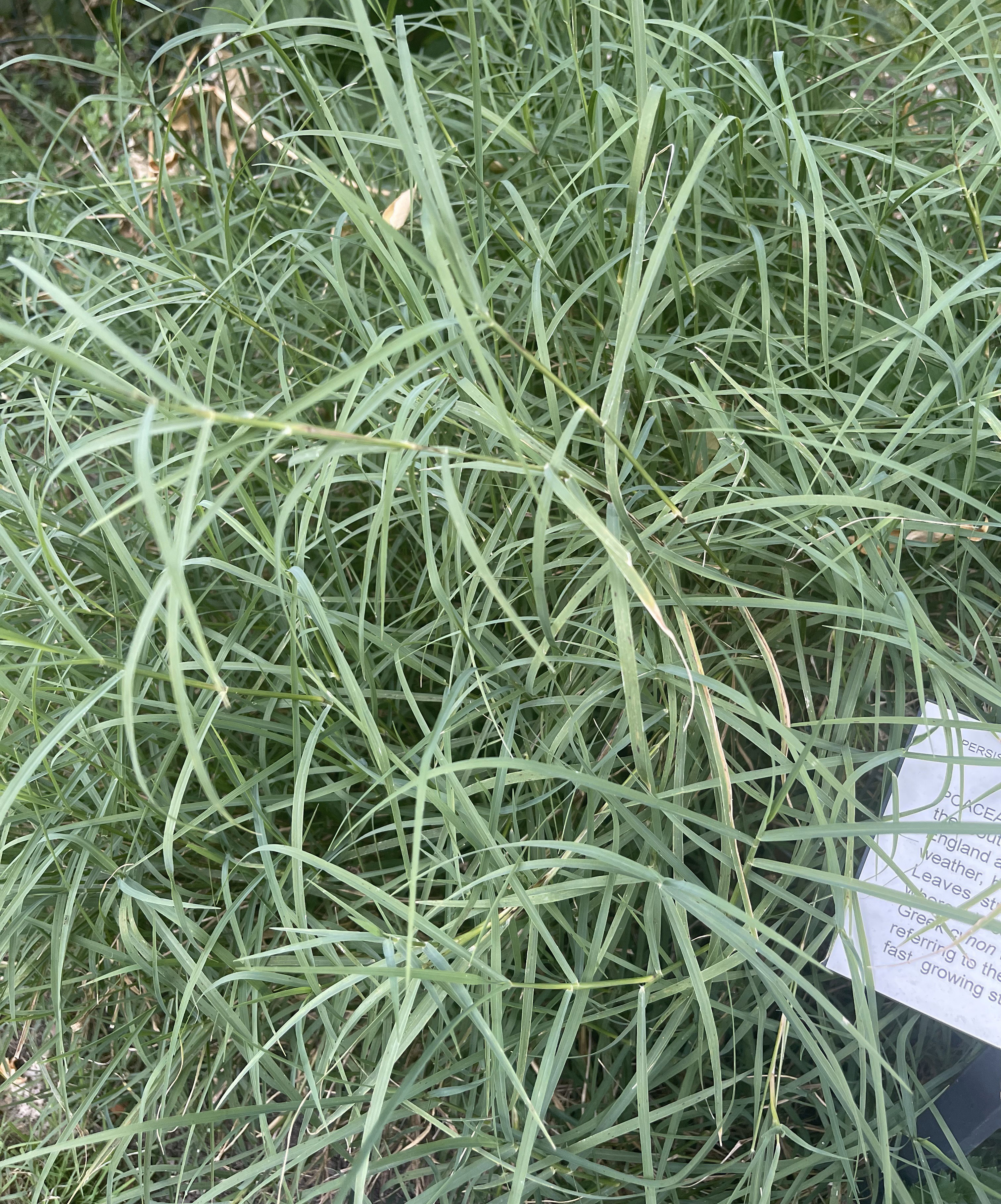 Bermuda grass